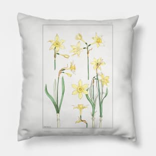 Jonquil (1896) Pillow