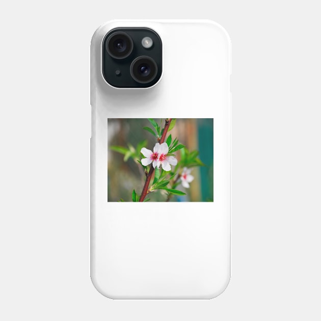 Almond Blossom Phone Case by jojobob
