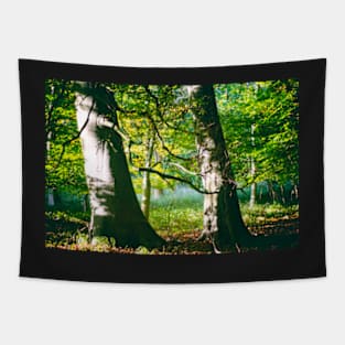 Two Beech Trees in a Wood Tapestry