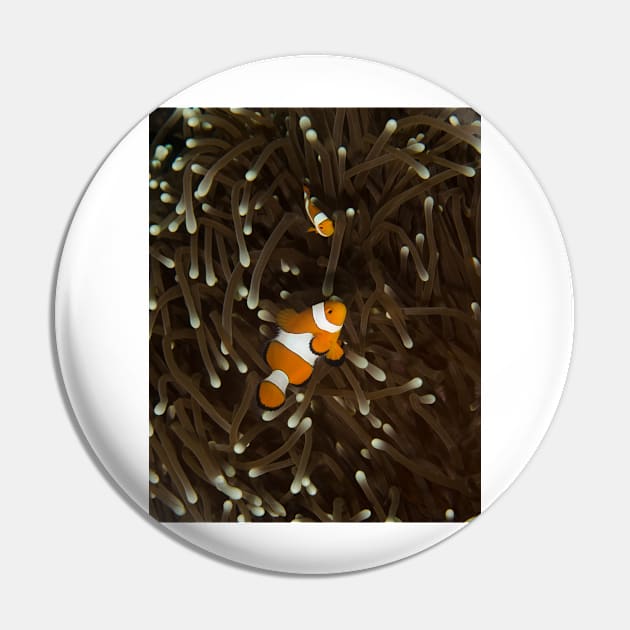 Clownfish on a White-Tipped Anemone Pin by jbbarnes