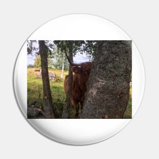 Scottish Highland Cattle Cow 2071 Pin