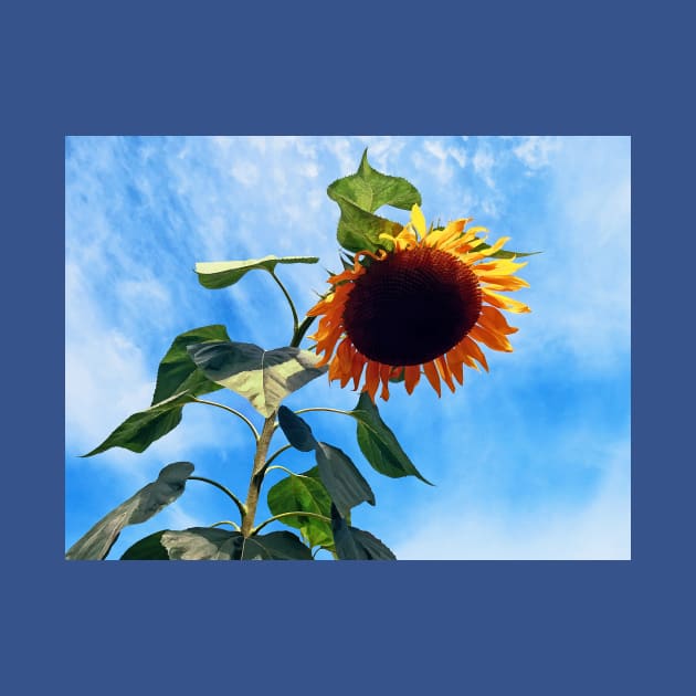 Sunflower and Sky by SusanSavad