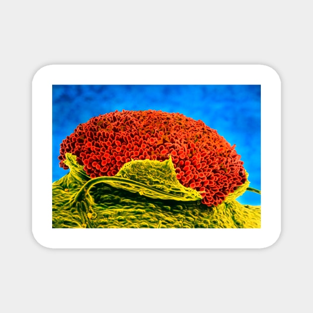 Rust fungus on mallow leaf (B275/0009) Magnet by SciencePhoto