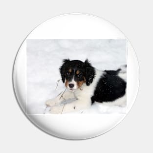 english springer spaniel black white tan puppy Pin