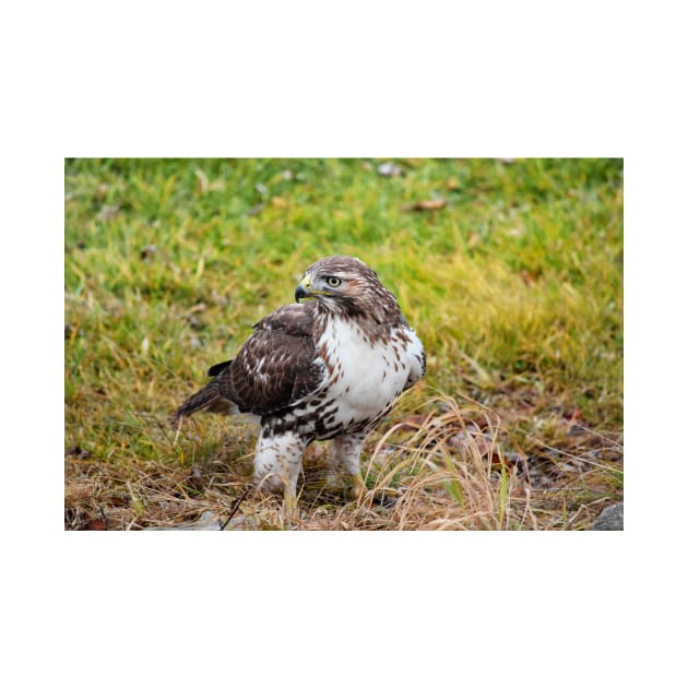 Watchful Red Tailed Hawk by mariakeady