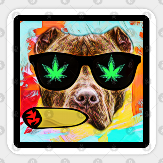 blunt pitbull