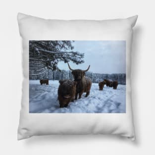 Scottish Highland Cattle Cow and Calf 1884 Pillow