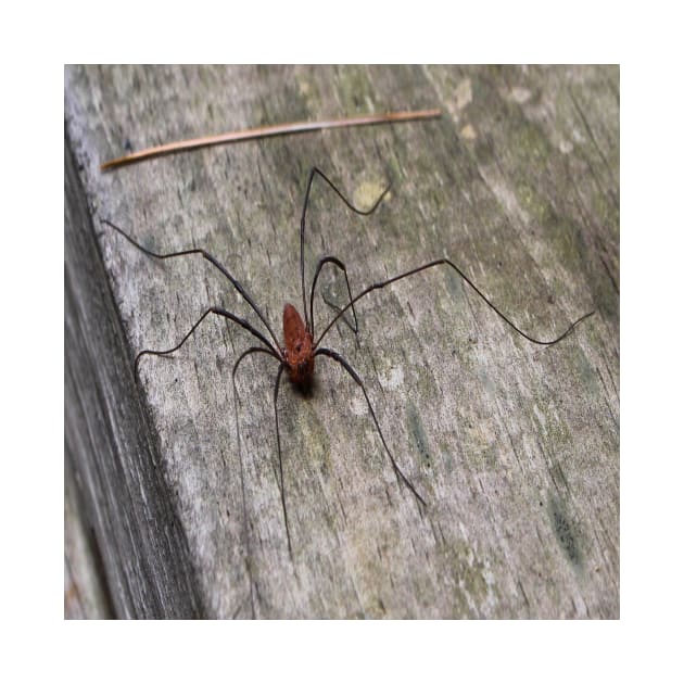 A Daddy Long Leg Spider by Seven Mustard Seeds