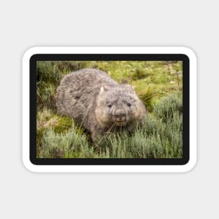 Happy Wombat, Cradle Mountain Tasmania Magnet