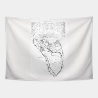 Antique Anatomy Papers Neck Gator Scapula Anatomy Tapestry