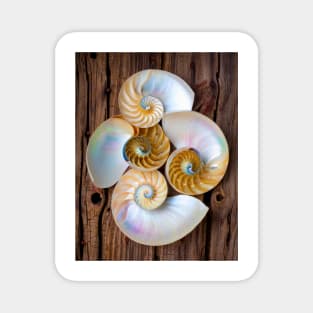 Natures Four Chambered Nautilus Seashells Magnet