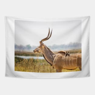 Greater kudu (Tragelaphus strepsiceros) with oxpeckers Tapestry