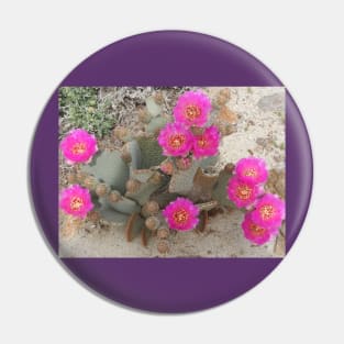 Beavertail cactus, nature, gifts, Desert Beauty Pin