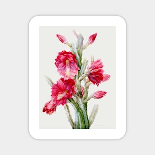 Disocactus speciosus - Botanical Illustration Magnet