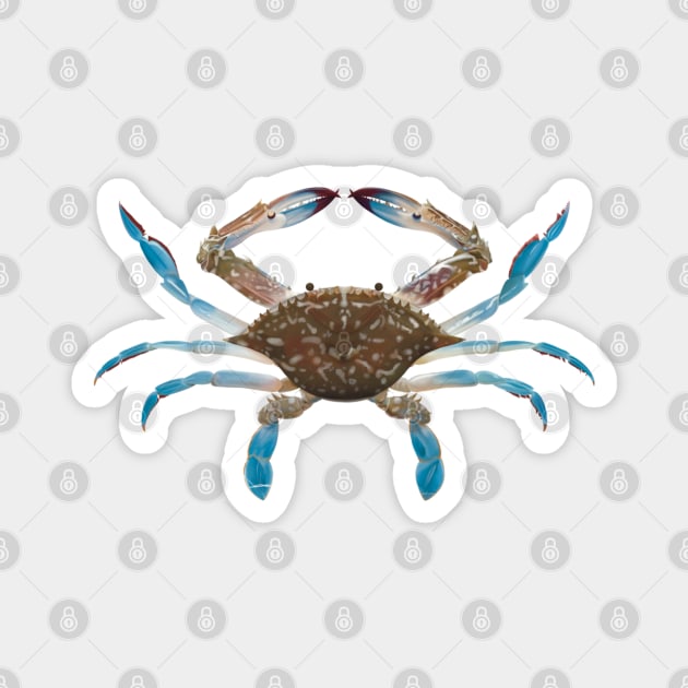 Flower crab Magnet by Alex McGoran’s Store