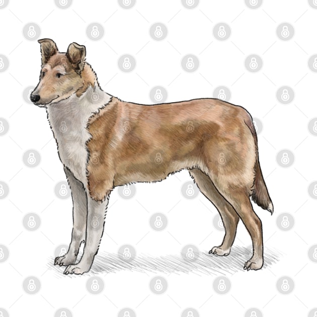 The Sable Smooth Collie Dog by Elspeth Rose Design