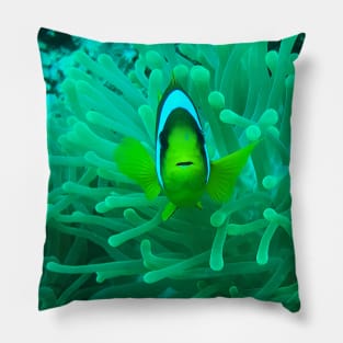 Greetings from Clownfish Pillow