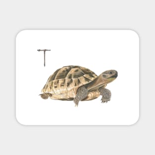 T for turtle alphabet illustration, pencil illustration from my alphabet series Magnet
