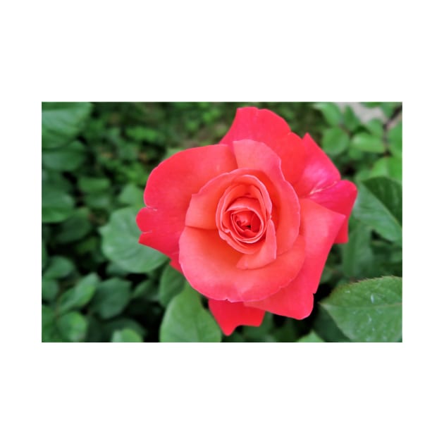 Beautiful Pink Rose by NewburyBoutique