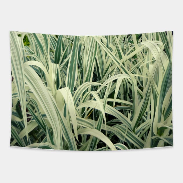 Tall Grass with White Stripes Photo Tapestry by EdenLiving