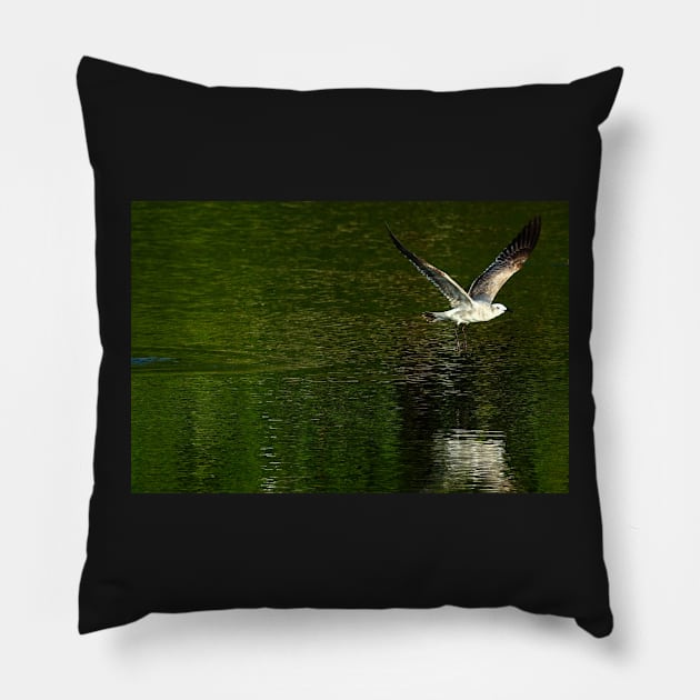 Oiseau au dessus de l'eau Pillow by franck380