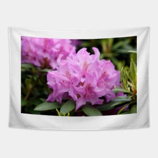 Purple rhododendron flower Tapestry