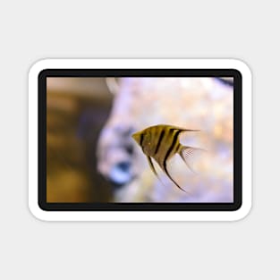 Orinoco angelfish in fish tank Magnet