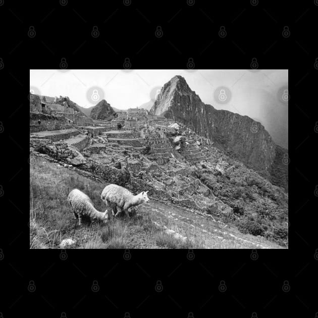 Vintage Llama at Machu Pichu by In Memory of Jerry Frank