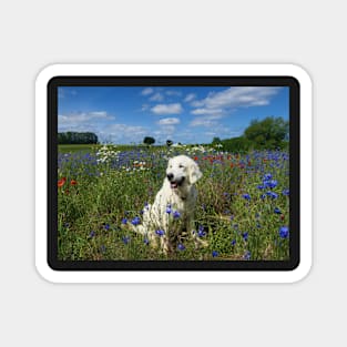 Ditte in a field of wild flowers Magnet