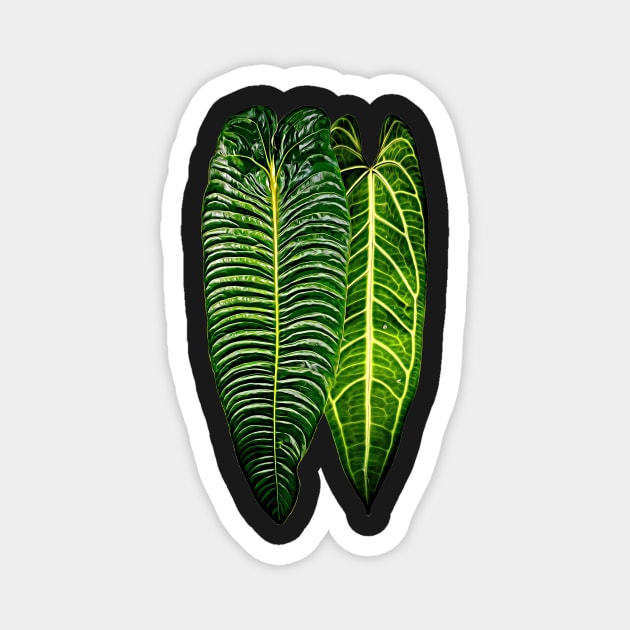 ANTHURIUM VEITCHII X WAROCQUEANUM Magnet by plantees-id