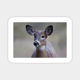 So forlorn - White-tailed Deer Magnet