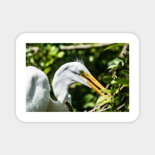 Great white egret in wildlife preserve Magnet