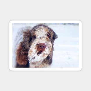 Snow Beard Spinone Magnet