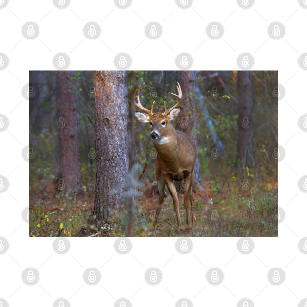 Who goes there? - White-tailed Buck by Jim Cumming