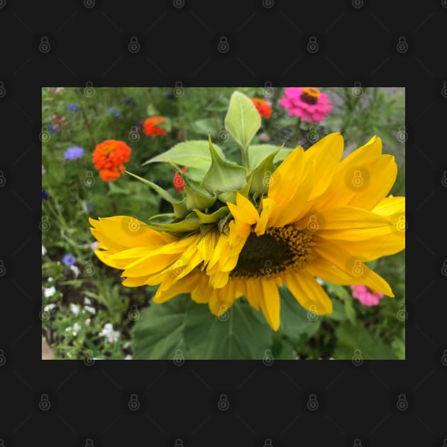 The Sunflower - We Stand with Ukraine by Photomersion