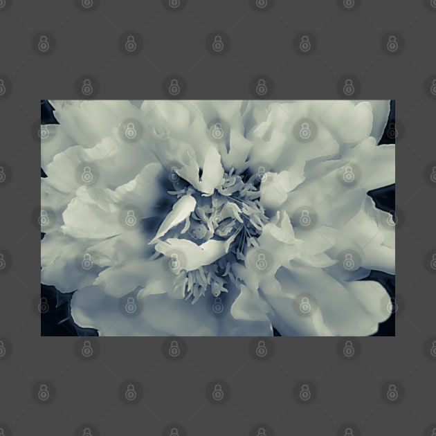 Peony Portrait Monotone by Robert Alsop