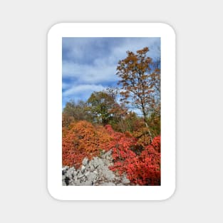 Autumn Carso Near Aurisina Magnet