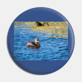 Pie-billed Grebe On A Sunny Day Pin