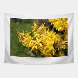 Forsythia Tapestry