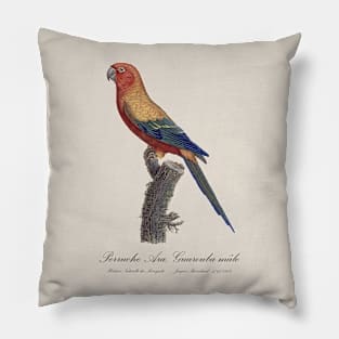 Sun Parakeet or Sun Conure / Perruche Ara, Guarouba male - Jacques Barraband 19th century Illustration Pillow