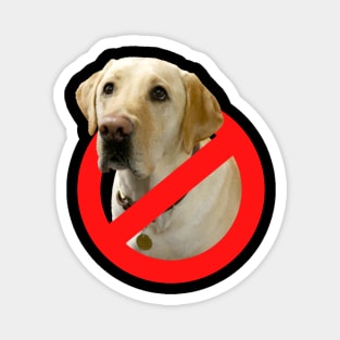 No Labradors Magnet