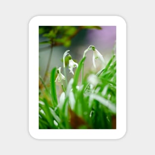 Snowdrops Magnet