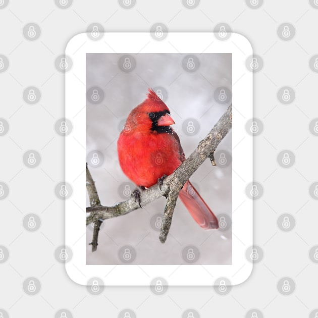 Northern Cardinal Magnet by Jim Cumming