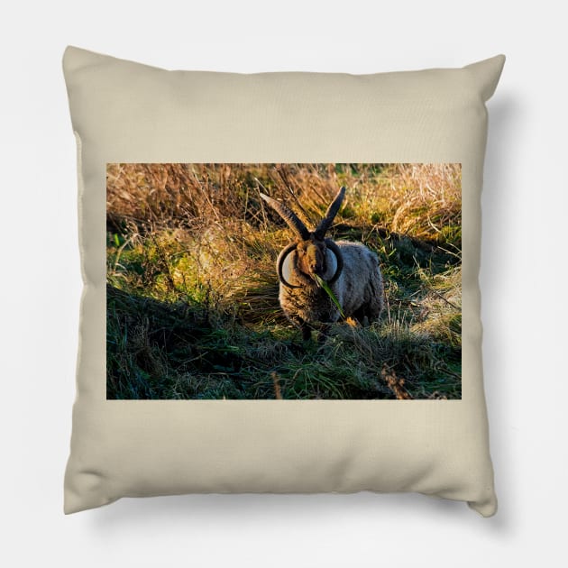 Rare breed sheep in pasture Pillow by Violaman