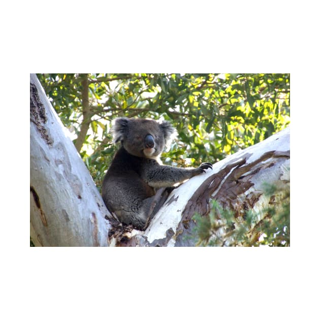 Koala in the Gumtree  - by Avril Thomas by MagpieSprings