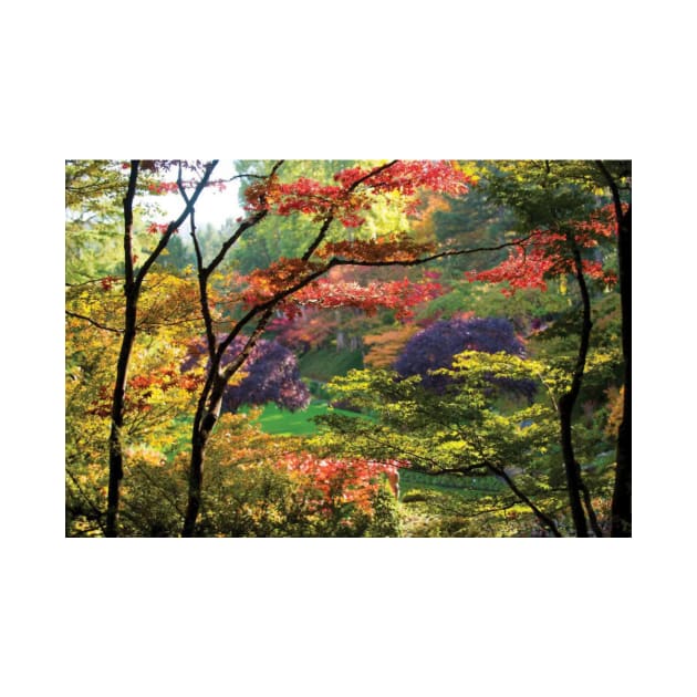 Trees In A Garden Butchart Gardens by HammiltenJohn