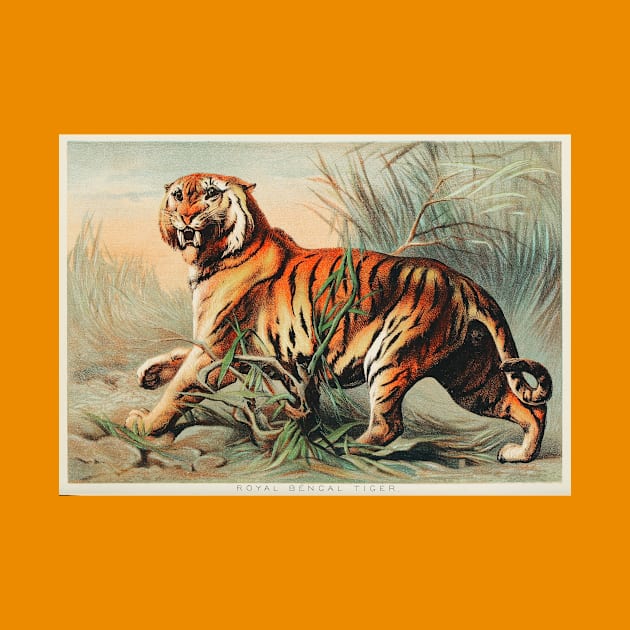 19th century Royal Bengal tiger chromolithograph by Veiovis