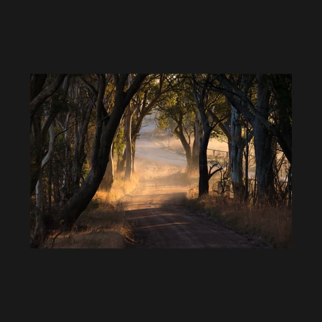 Morning light, Hampton Post Office Road by jldunbar