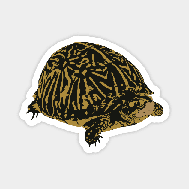 Florida Box Turtle Magnet by stargatedalek