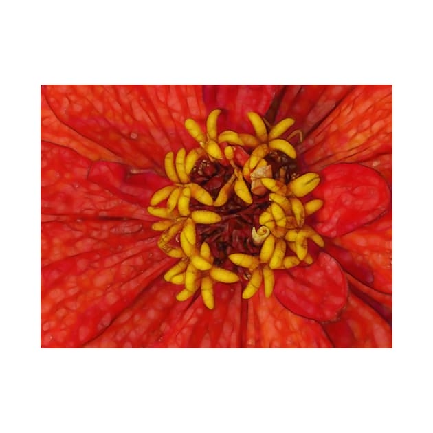 zinnia flower bloom in red and orange floral fantasy by mister-john